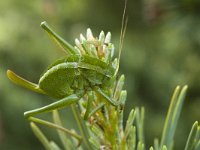 Leptophyes punctatissima 3, Struiksprinkhaan, female, Saxifraga-Marijke Verhagen