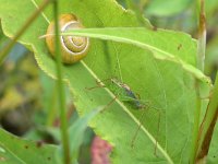 Leptophyes punctatissima 31, Struiksprinkhaan, Saxifraga-Tom Heijnen