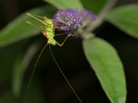 Leptophyes punctatissima 32, Struiksprinkhaan, Saxifraga-Tom Heijnen