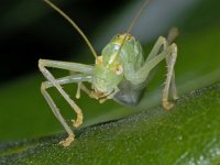 Meconema thalassinum 01 #04340 : Meconema thalassinum, Oak bush-cricket, Boomsprinkhaan, vrouwtje