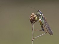 Metrioptera roeselii 2, Greppelsprinkhaan, Saxifraga-Mark Zekhuis