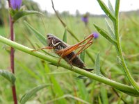 Metrioptera roeselii 3, Greppelsprinkhaan, Saxifraga-Rutger Barendse