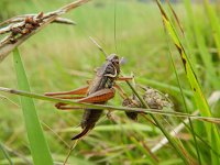 Metrioptera roeselii 4, Greppelsprinkhaan, Saxifraga-Rutger Barendse