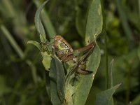 Metrioptera roeselii 5, Greppelsprinkhaan, female, Saxifraga-Paul Westrich