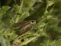 Metrioptera roeselii 6, Greppelsprinkhaan, male, Saxifraga-Paul Westrich