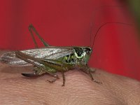 Metrioptera roeselii 7, Greppelsprinkhan, female, Saxifraga-Paul Westrich