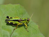 Miramella alpina 7, Groene bergsprinkhaan, Saxifraga-Tom Heijnen