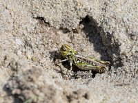 Myrmeleotettix maculatus 13, Knopsprietje, Saxifraga-Tom Heijnen