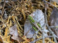 Myrmeleotettix maculatus 14, Knopsprietje, Saxifraga-Tom Heijnen