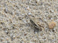 Myrmeleotettix maculatus 15, Knopsprietje, Saxifraga-Tom Heijnen