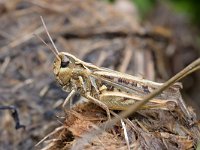 Myrmeleotettix maculatus 18, Knopsprietje, Saxifraga-Tom Heijnen