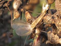 Oecanthus pellucens 4, Wijnkrekel, Saxifraga-Rob Felix : Animalia, Arthropoda, Insecta, Orthoptera, animal, arthropod, dier, dieren, geleedpotige, geleedpotigen, grasshopper, insect, insecten, krekel, sprinkhaan, sprinkhanen en krekels