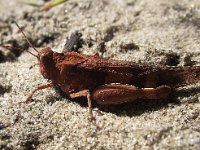 Oedipoda caerulescens 11, Blauwvleugelsprinkhaan, Saxifraga-Frank Dorsman  Oedipoda caerulescens, BlauwvleugelsprinkhaanAW-duinen 150811