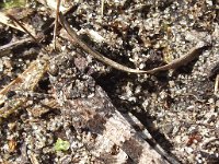 Oedipoda caerulescens 12, Blauwvleugelsprinkhaan, Saxifraga-Frank Dorsman  Oedipoda caerulesce​ns, Blauwvleug​elsprinkha​an AW-duinen 150711