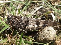 Oedipoda caerulescens 13, Blauwvleugelsprinkhaan, Saxifraga-Frank Dorsman  Oedipoda caerulesce​ns, Blauwvleug​elsprinkha​an (en konijnenkeutel)AW-duinen 120711