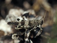 Oedipoda caerulescens 2, Blauwvleugelsprinkhaan, Saxifraga-Robert Ketelaar