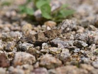 Oedipoda caerulescens 24, Blauwvleugelsprinkhaan, Saxifraga-Luuk Vermeer