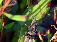 Oedipoda caerulescens 28, Blauwvleugelsprinkhaan, Saxifraga-Tom Heijnen