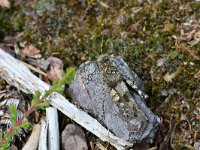 Oedipoda caerulescens 31, Blauwvleugelsprinkhaan, Saxifraga-Tom Heijnen