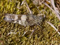 Oedipoda caerulescens 4, Blauwvleugelsprinkhaan, Foto Fitis-Sytske Dijksen