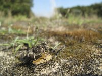 Oedipoda caerulescens 8, Blauwvleugelsprinkhaan, Saxifraga-Rob Felix : Animalia, Arthropoda, Insecta, Orthoptera, Project Natuurbalans, animal, arthropod, dier, dieren, geleedpotige, geleedpotigen, grasshopper, insect, insecten, krekel, sprinkhaan, sprinkhanen en krekels