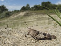 Oedipoda caerulescens 9, Blauwvleugelsprinkhaan, Saxifraga-Rob Felix : Animalia, Arthropoda, Insecta, Orthoptera, Project Natuurbalans, animal, arthropod, dier, dieren, geleedpotige, geleedpotigen, grasshopper, insect, insecten, krekel, sprinkhaan, sprinkhanen en krekels