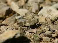 Oedipoda germanica 2, Roodvleugelsprinkhaan, Saxifraga-Dirk Hilbers