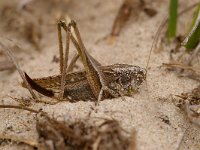 Platycleis albopunctata 2, Duinsabelsprinkhaan, Foto Fitis-Sytske Dijksen