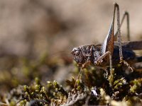 Platycleis albopunctata 5, Duinsabelsprinkhaan, Saxifraga-Rudmer Zwerver