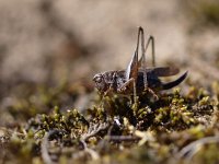 Platycleis albopunctata 6, Duinsabelsprinkhaan, Saxifraga-Rudmer Zwerver