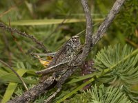 Platycleis albopunctata 7, Duinsabelsprinkhaan, female, Saxifraga-Paul Westrich