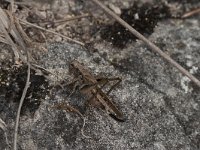 Platycleis albopunctata 8, Duinsabelsprinkhaan, female, Saxifraga-Paul Westrich