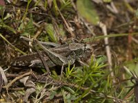 Platycleis albopunctata 9, Duinsabelsprinkhaan, female, Saxifraga-Paul Westrich