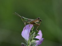 Pseudochorthippus parallelus 11, Krasser, Saxifraga-Luuk Vermeer