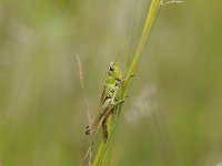 Pseudochorthippus parallelus 6, Krasser, Saxifraga-Luuk Vermeer