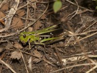 Stenobothrus lineatus 10, Zoemertje, female, Saxifraga-Paul Westrich