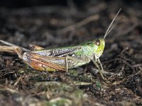 Stenobothrus lineatus 2, Zoemertje, Saxifraga-Edo van Uchelen