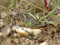 Stenobothrus lineatus 3, Zoemertje, Saxifraga-Jaap Bouwman