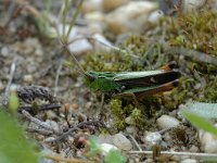 Stenobothrus lineatus 4, Zoemertje, Saxifraga-Jaap Bouwman