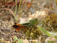 Stenobothrus lineatus 5, Zoemertje, Saxifraga-Jaap Bouwman