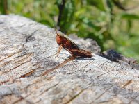 Stenobothrus lineatus 6, Zoemertje, Saxifraga-Ed Stikvoort