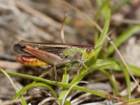 Stenobothrus lineatus 7, Zoemertje, male, Saxifraga-Paul Westrich