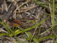 Stenobothrus lineatus 8, Zoemertje, male, Saxifraga-Paul Westrich