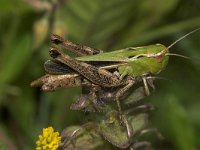 Stenobothrus lineatus 9, Zoemertje, female, Saxifraga-Paul Westrich