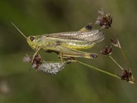 Stethophyma grossum 22, Moerassprinkhaan, Saxifraga-Willem van Kruijsbergen