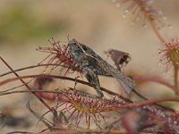 Tetrix ceperoi 2, Zanddoorntje, Saxifraga-Luc Hoogenstein