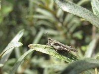 Tetrix ceperoi 3, Zanddoorntje, Saxifraga-Rob Felix : Animalia, Arthropoda, Insecta, Orthoptera, Project Natuurbalans, animal, arthropod, dier, dieren, geleedpotige, geleedpotigen, grasshopper, insect, insecten, krekel, sprinkhaan, sprinkhanen en krekels