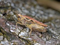 Tetrix undulata 01 #00932 : Tetrix undulata, Common ground-hopper, Gewoon doorntje, vrouwtje