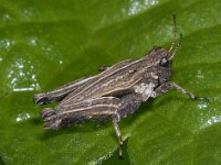 Tetrix undulata #04061 : Tetrix undulata, Common ground-hopper, Gewoon doorntje, mannetje