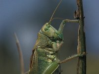 Tettigonia cantans 2, Kleine groene sabelsprinkhaan, Saxifraga-Robert Ketelaar